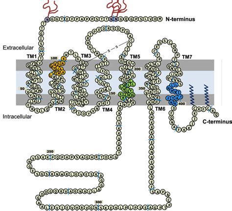 A Schematic Representation Depicting The Topological Features And Amino Download Scientific