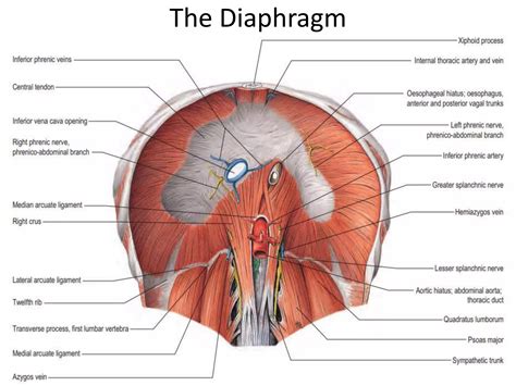 anatomy   diaphragm pptx