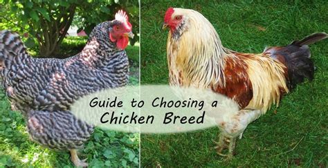 Guide On What Chicken Breed To Choose Barncoop Barncoop