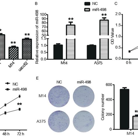 Mir Inhibited Malignant Melanoma Mm Cell Invasion And Migration