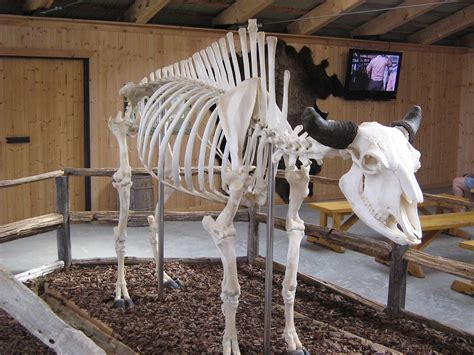 Inside A Bison Buffalo This Bison Buffalo Skeleton Is Flickr