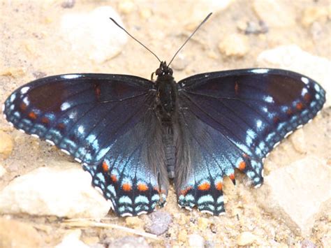 Ecobirder Red Spotted Admiral