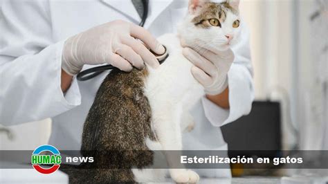 Esterilización en gatos Beneficios y curiosidades Humac