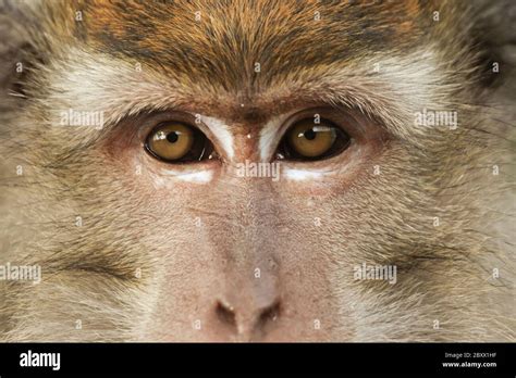 Cynomolgus Macaque Hi Res Stock Photography And Images Alamy