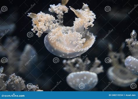 White Spotted Jellyfish Also Known As Phyllorhiza Punctata Floating