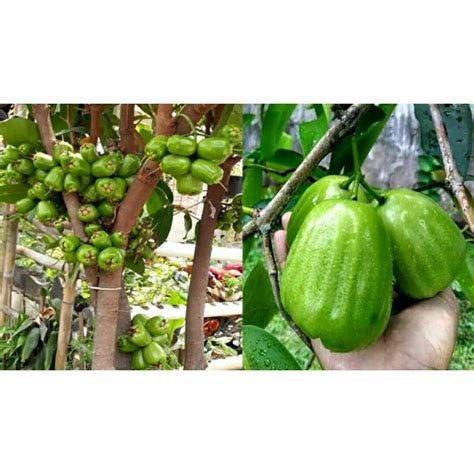 Jual Bibit Jambu Air Kiojok Cepat Berbuah Shopee Indonesia