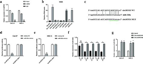 Circmto Directly Sponges Mir A A Rip Assay Using Anti Ago And