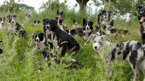 Where Did The Border Collie Come From