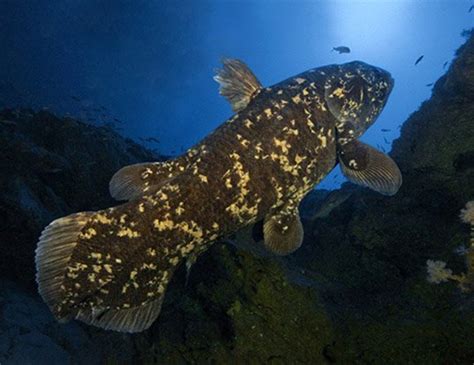 COELACANTH LIFE EXPECTANCY