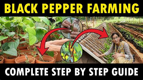 Black Pepper Farming Guide Black Pepper Varieties Propagation