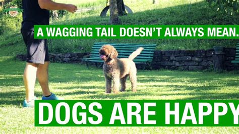 Why Do Dogs Wag Their Tails Youtube