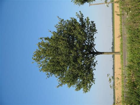 Free Tree Texture Photo Gallery