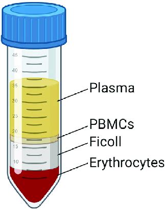 Blood Layers After Ficoll Separation After Centrifugation With Ficoll