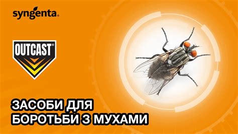 Засоби для боротьби з мухами - YouTube