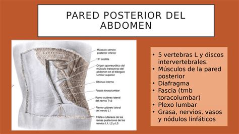 Pared Posterior Del Abdomen Docsity