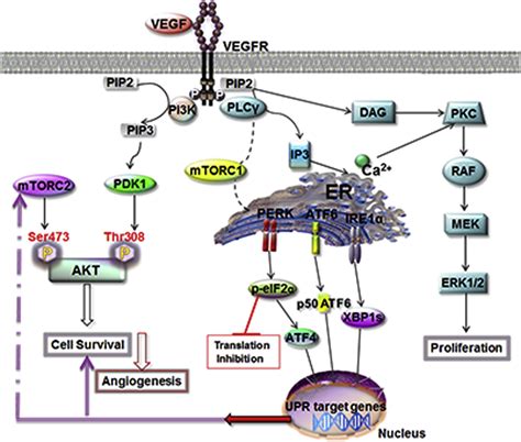 VEGF Signals Through ATF6 And PERK To Promote Endothelial Cell Survival