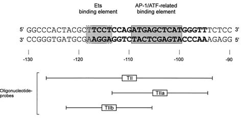 Regulation Of The Human Tnf Promoter By The Transcription Factor Ets