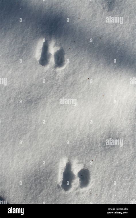 Cottontail Rabbit Tracks