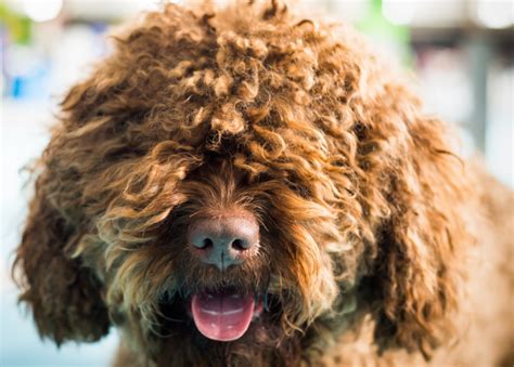 Most Popular House-Friendly Dogs | Stacker