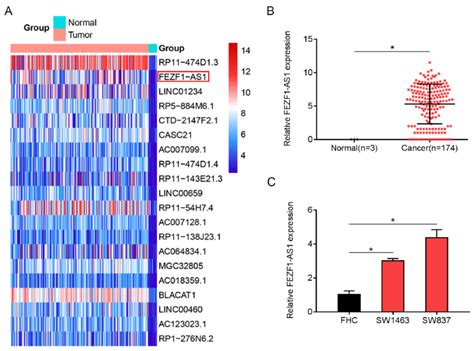 Upregulation Of Fezf1 As1 Expression In Rectal Cancer Tissues And Cells