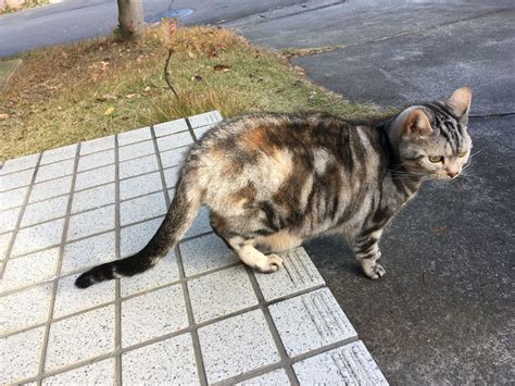 猫、紅葉する 猫のくるみ お世話日記