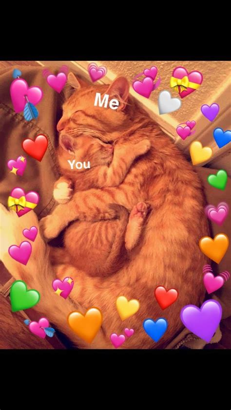 I Love You Cat Memes For Him