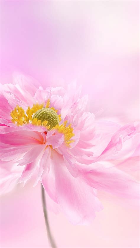 Pink flower Wallpaper 4K, Pink background, Blossom, Flowers, #2049