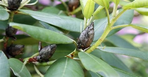 Rhododendron Krankheiten Erkennen Und Behandeln Mein Schöner Garten