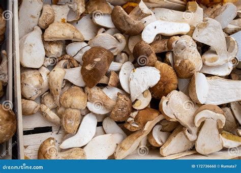 Boletus Edulis Or Cep Penny Bun Porcino Or Porcini Mushrooms For Sale