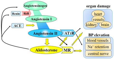 The Cross Talk Of Angiotensin Ii And Aldosterone In The Pathogenesis Of Download Scientific