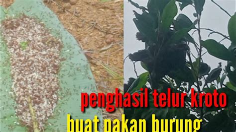 Begini Cara Ngambil Kroto Buat Pakan Burung YouTube