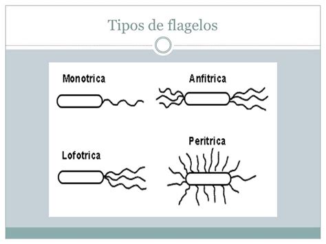 Las Clases De Flagelos Definicion Y Clasificacion