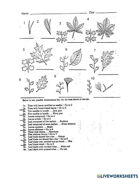 Dichotomous Key Practive Worksheet Live Worksheets Worksheets Library