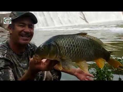 Pesca de grandes carpas en el río y saludos YouTube