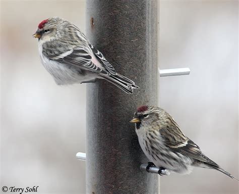 Hoary Redpoll Photos - Photographs - Pictures