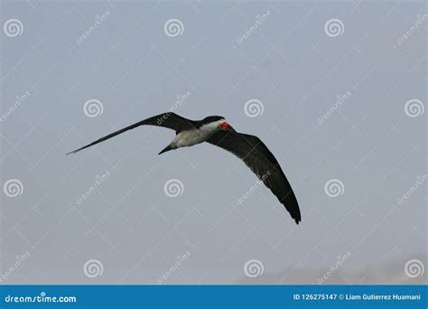 Black Skimmer Flying in the Sky Stock Image - Image of birding, resting ...