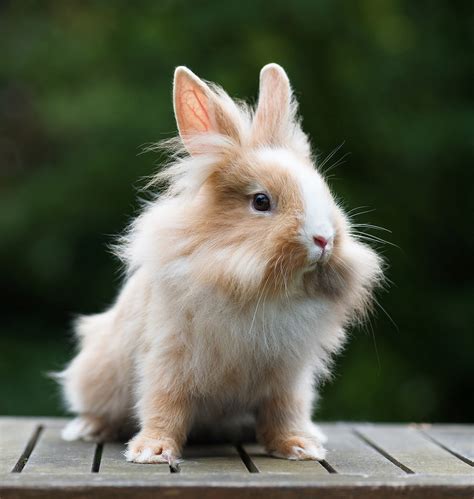 Coelhos An Es Um Guia Completo Para As Menores Ra As De Coelhos