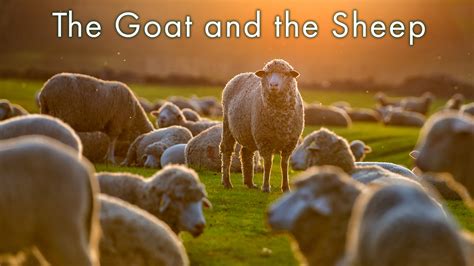 The Parable Of The Goat And The Sheep Dvs Press