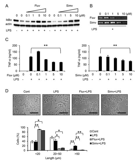 Fluvastatin And Simvastatin Prevent Tnf α And Mmp 9 Production And Cell