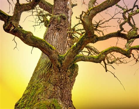 Machtige Naakte Boom In Zwart Wit Stock Foto Image Of Bladloos Hoog