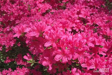 The Best Early Spring Flowering Shrubs For The Garden