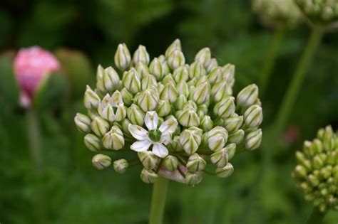 Images Gratuites La Nature Herbe Fleur Prairie Violet Floraison