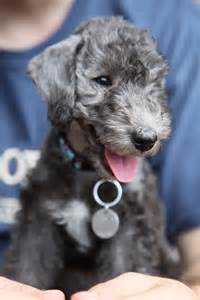 File:00 Smiling Bedlington Terrier puppy.jpg - Wikimedia Commons