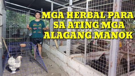 MGA HERBAL NA PUWEDE GAMITIN PARA SA ATING MGA ALAGANG MANOK NGAYONG