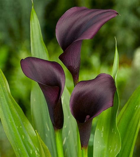 Zantedeschia odessa calla Lily Arum Lillies - Etsy Hong Kong