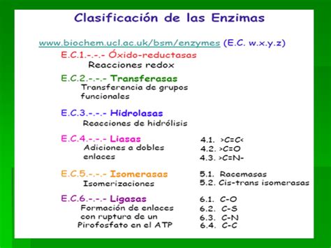 Quimbiol Clasificaci N De Enzimas