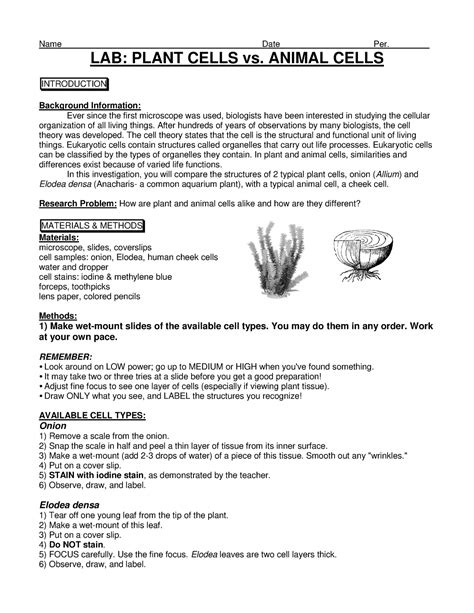 Lab Plant Vs Animal Cells Name Date Per Lab Plant Cells Vs