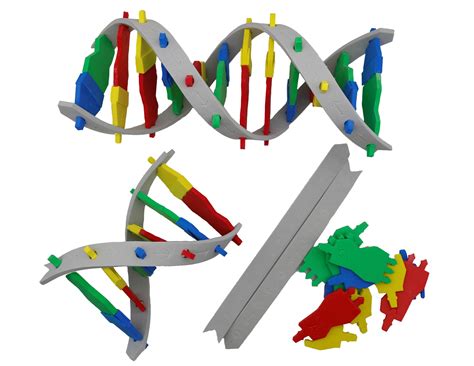 Double Helix Student Modeling Pack© 3d Molecular Designs