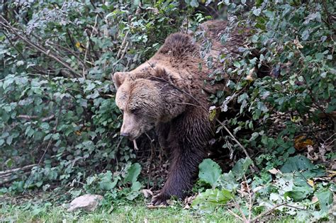 Slobodna Dalmacija Upozorenje Voza Ima Medvjed Zalutao Na Autocestu