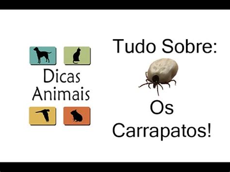 COMO ACABAR OS CARRAPATOS GUIA COMPLETO YouTube